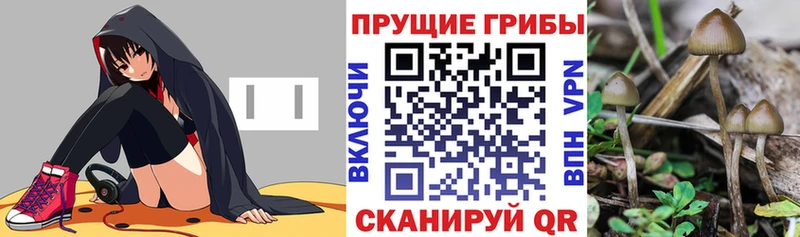 Галлюциногенные грибы прущие грибы  Купить  Рассказово 